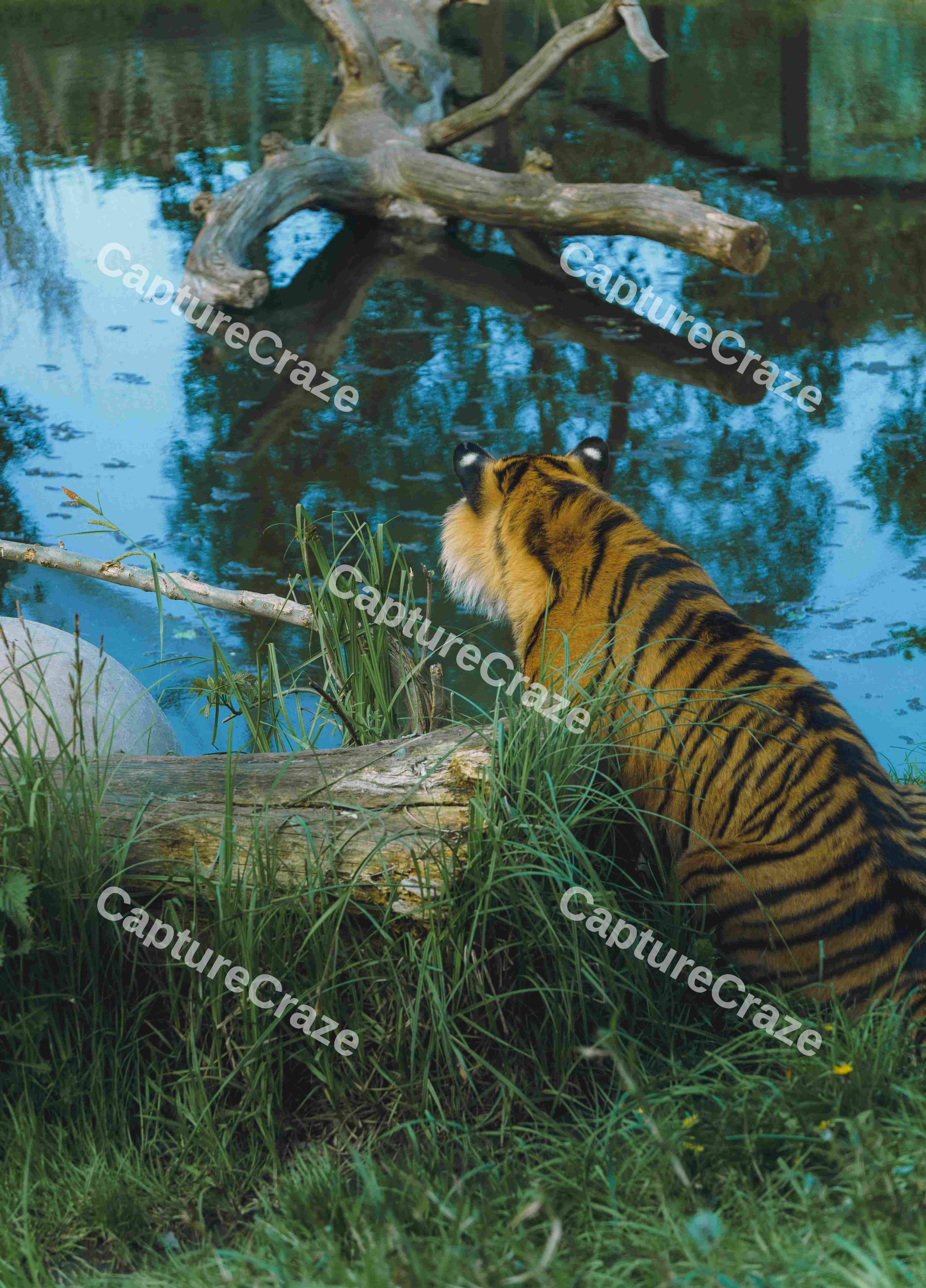 The Back Of A Tiger (Variation)